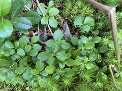 Linnaea borealis longiflora
