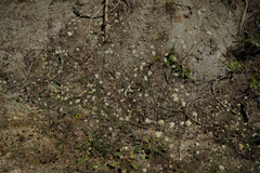 Eriogonum nudum