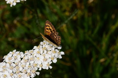 Lycaena virgaureae