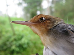 Prinia molleri