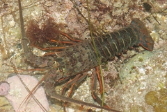 Panulirus interruptus