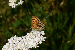 Lycaena virgaureae