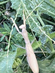 Mantis religiosa