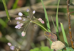 Allium rubens