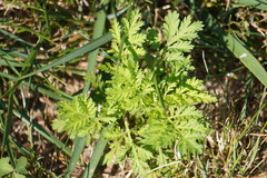 Artemisia annua