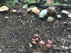 Baorangia bicolor