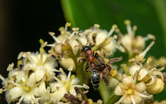 Tetraponera rufonigra