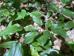 Maianthemum canadense
