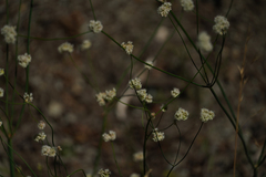 Eriogonum nudum