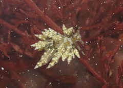 Eubranchus rustyus