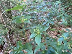 Medeola virginiana