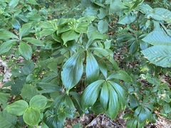 Medeola virginiana