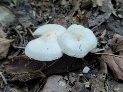 Hygrophorus eburneus