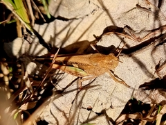 Aiolopus strepens