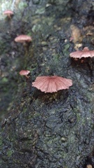 Marasmiineae