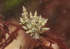 Eubranchus rustyus