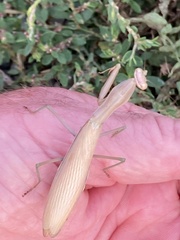Mantis religiosa