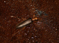 Nacerdes carniolica