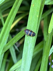Prosapia bicincta