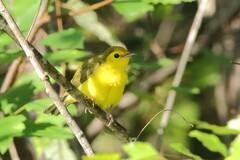 Setophaga citrina