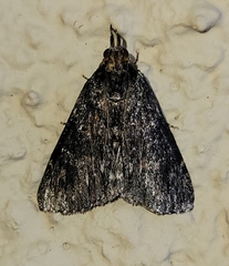 Omphalocera occidentalis