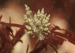 Eubranchus rustyus