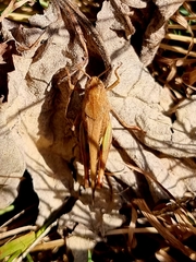 Aiolopus strepens