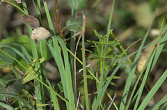 Allium rubens