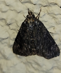 Omphalocera occidentalis