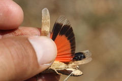 Oedipoda germanica