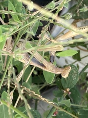 Mantis religiosa