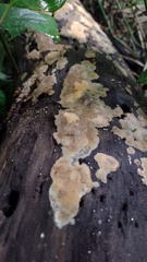 Peniophora incarnata