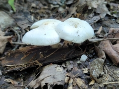 Hygrophorus eburneus
