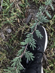Vachellia farnesiana
