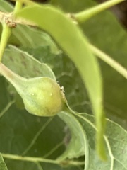 Pemphigus obesinymphae