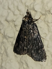 Omphalocera occidentalis
