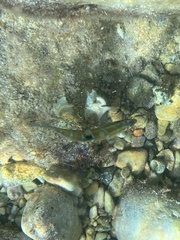 Thalassoma pavo