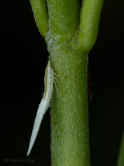 Flatidae