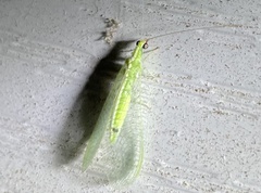 Chrysoperla rufilabris