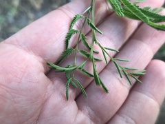 Vachellia farnesiana