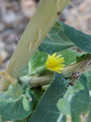 Lactuca virosa