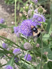 Volucella pellucens