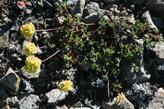 Eriogonum umbellatum
