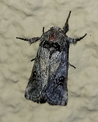 Astiptodonta aonides