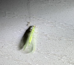 Chrysoperla rufilabris