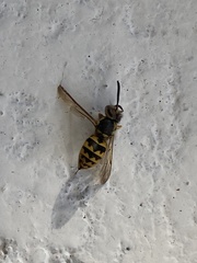 Vespula pensylvanica