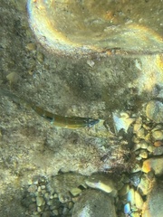 Thalassoma pavo