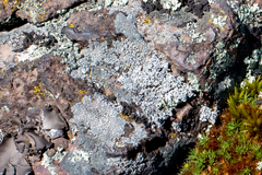 Physcia caesia