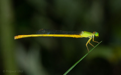 Ceriagrion coromandelianum