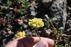 Eriogonum umbellatum